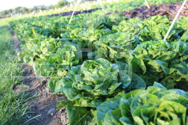 Насіння салату Ксамена / Xamena купити оптом і в роздріб в Україні за вигідною ціною