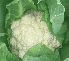 Насіння капусти цвітної Дельта / Delta купити оптом і в роздріб в Україні за вигідною ціною