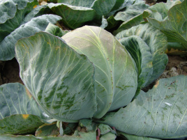 Насіння капусти білокачанної Статус F1 / Status F1,100-105 днів купити оптом і в роздріб в Україні за вигідною ціною