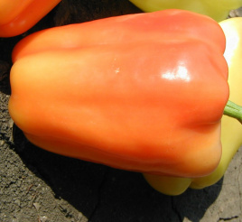 Насіння солодкого перцю Фламінго F1 / Flamingo F1,65 днів купити оптом і в роздріб в Україні за вигідною ціною