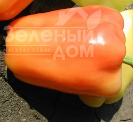 Насіння солодкого перцю Фламінго F1 / Flamingo F1,65 днів купити оптом і в роздріб в Україні за вигідною ціною
