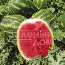 Семена арбуза Топ Мара F1 / Top Mara F1,80-85 дней купить оптом и в розницу в Украине по выгодной цене