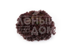 Насіння салату Атмос / Athmos купити оптом і в роздріб в Україні за вигідною ціною