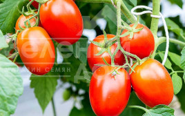 Насіння томатів Подіум F1 / Podium F1,80-90 днів купити оптом і в роздріб в Україні за вигідною ціною