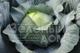 Семена капусты белокочанной Леопольд F1 / Leopold F1,87 дней купить оптом и в розницу в Украине по выгодной цене