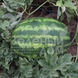 Семена арбуза Бомбер F1 / Bomber F1 купить оптом и в розницу в Украине по выгодной цене