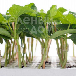 Насіння підщепи Кобальт F1 / Kobalt F1 купити оптом і в роздріб в Україні за вигідною ціною