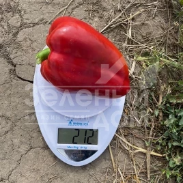 Семена сладкого перца Кора F1 / Kora F1,60-65 дней купить оптом и в розницу в Украине по выгодной цене