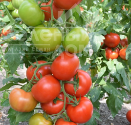 Насіння томатів Белфаст F1 / Belfast F1,90-100 днів купити оптом і в роздріб в Україні за вигідною ціною