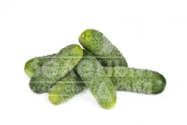 Семена огурцов Берлиоз F1 / Berlioz F1 купить оптом и в розницу в Украине по выгодной цене