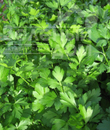 Насіння петрушки Фестиваль / Festival купити оптом і в роздріб в Україні за вигідною ціною