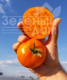 Насіння томату Батур F1 / Batur F1, 65-70 днів купити оптом і в роздріб в Україні за вигідною ціною