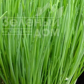 Лук на перо Старо F1 / Staro F1 купить оптом и в розницу в Украине по выгодной цене