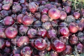 Лук репчатый Монастрел F1 / Monastrell F1,90-95 дней купить оптом и в розницу в Украине по выгодной цене