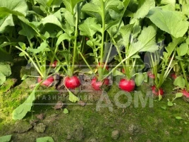 Семена редиса Бодиам F1 / Bodiam F1,20-25 дней купить оптом и в розницу в Украине по выгодной цене