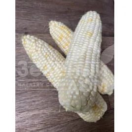 Семена кукурузы Айрон F1 / Ayron F1, 74 дня купить оптом и в розницу в Украине по выгодной цене