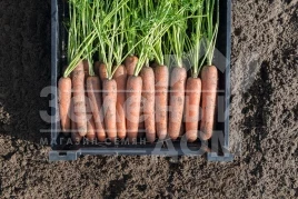 Семена моркови Навал F1 / Naval F1,117 дней купить оптом и в розницу в Украине по выгодной цене
