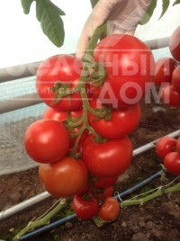 Насіння томатів Зульфія F1 / Zulfia F1,105-115 днів купити оптом і в роздріб в Україні за вигідною ціною