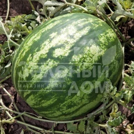 Семена арбуза Балу (KS 165) F1 / Balu (KS 165) F1,85-90 дней купить оптом и в розницу в Украине по выгодной цене