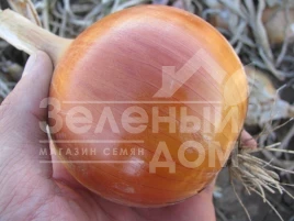 Лук репчатый Дорика (1004) F1 / Dorika (1004) F1,110-115 дней купить оптом и в розницу в Украине по выгодной цене