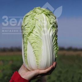 Насіння капусти пекінської Тенсай F1( КС 374) / Tensay F1( KS 374), 55-60 днів купити оптом і в роздріб в Україні за вигідною ціною
