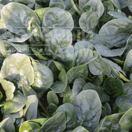 Насіння шпинату Самурай F1 / Samurai F1 купити оптом і в роздріб в Україні за вигідною ціною