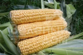 Семена кукурузы Аранка F1 / Aranka F1,65-70 дней купить оптом и в розницу в Украине по выгодной цене