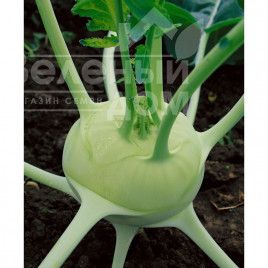 Насіння капусти кольрабі Спарта F1 / Sparta F1,60-70 днів купити оптом і в роздріб в Україні за вигідною ціною