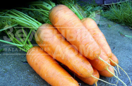 Насіння моркви Катрін / Katrin,125-130 днів купити оптом і в роздріб в Україні за вигідною ціною