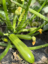 Насіння кабачків Фенсі F1 / Fensi F1  купити оптом і в роздріб в Україні за вигідною ціною