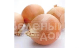 Лук репчатый Винтерия / Vinteriya,260-280 дней купить оптом и в розницу в Украине по выгодной цене