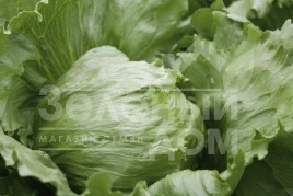 Семена салата Платинас / Platinas купить оптом и в розницу в Украине по выгодной цене