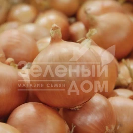 Лук репчатый Медальон F1 / Medalion F1,110-115 дней купить оптом и в розницу в Украине по выгодной цене