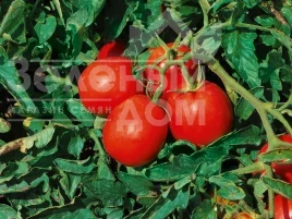 Семена томатов Блэнд F1 / Blend F1, 100-110 дней купить оптом и в розницу в Украине по выгодной цене