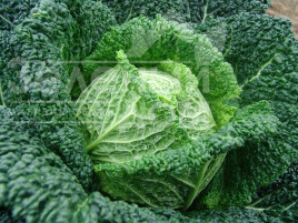 Насіння капусти савойської Блістра F1 / Blistra F1,105-110 днів купити оптом і в роздріб в Україні за вигідною ціною