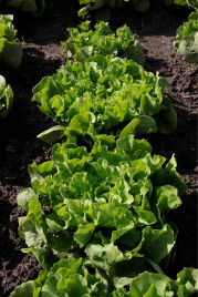 Насіння салату Куартана / Cuartana купити оптом і в роздріб в Україні за вигідною ціною