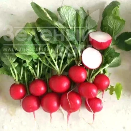 Насіння редису Чері Бел / Cherry Bell купити оптом і в роздріб в Україні за вигідною ціною