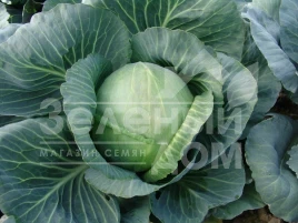 Семена капусты белокочанной Голт / Holt,145-150 дней купить оптом и в розницу в Украине по выгодной цене