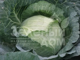 Семена капусты белокочанной Аркадия F1 / Arkadia F1,85-90 дней купить оптом и в розницу в Украине по выгодной цене
