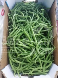 Семена спаржевой фасоли Бурмен / Burman купить оптом и в розницу в Украине по выгодной цене