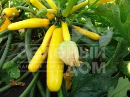 Семена кабачков Паладин F1 / Paladin F1,47-53 дня купить оптом и в розницу в Украине по выгодной цене