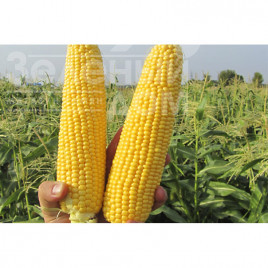 Насіння кукурудзи ГСС5649 F1 / GSS5649 F1,78 днів купити оптом і в роздріб в Україні за вигідною ціною
