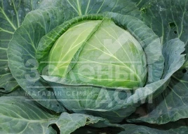 Семена капусты белокочанной Полар (Олимп) / Polar (Olimp),120-125 дней купить оптом и в розницу в Украине по выгодной цене