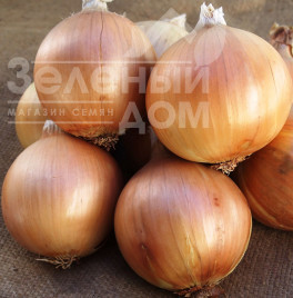 Цибуля ріпчаста Аурелі / Aureli, 135-140 днів купити оптом і в роздріб в Україні за вигідною ціною