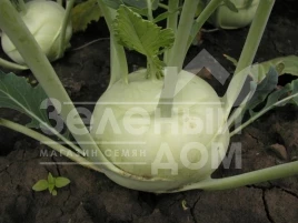 Семена капусты кольраби Моравия / Moravia ,50-60 дней купить оптом и в розницу в Украине по выгодной цене