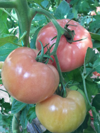 Насіння томатів Нефіс F1 / Nefis F1 купити оптом і в роздріб в Україні за вигідною ціною