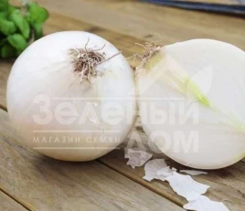 Лук репчатый Вайт Меджик F1 / White Magic F1,115 дней купить оптом и в розницу в Украине по выгодной цене