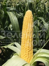 Семена кукурузы Трофи F1 / Trophy F1,75 дней купить оптом и в розницу в Украине по выгодной цене