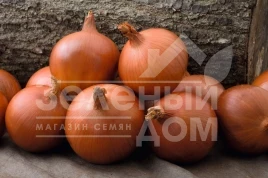 Лук репчатый Мэллори F1 / Mallory F1,114 дней купить оптом и в розницу в Украине по выгодной цене