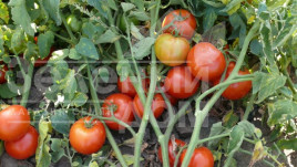 Насіння томатів 1502 F1 / 1502 F1,100 днів купити оптом і в роздріб в Україні за вигідною ціною